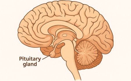 How the Endocrine System Affects Growth, Puberty, and Balance