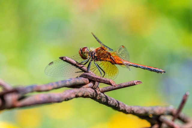 Dragonflies for Kids: Amazing Facts, Life Cycle, and Incredible Flyers
