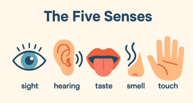 Senses