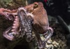 All About Octopuses: Smart, Shapeshifting Ocean Explorers