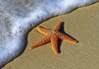 All About Sea Stars: Regenerating Wonders of the Ocean