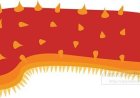 Sea Cucumber Facts for Kids – Squishy Recyclers of the Ocean Floor