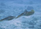 All About Giant Squid for Students: Deep Sea Mysteries with Massive Eyes