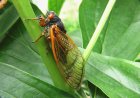 Cicadas for Kids: Fun Facts, Life Cycle, and Singing Insects