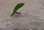 Leafcutter Ants for Kids: Amazing Facts, Life Cycle