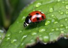 Ladybugs for Kids: Fun Facts, Life Cycle, and Why They Help Gardens