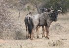 Wildebeest for Kids: Fun Facts, Great Migration, and Amazing Herds