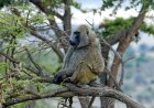 All About Baboons for Students: Social Primates of the Savanna