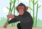 All About Chimpanzees for Students: Smart, Social, and Wild
