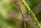 Giant Walking Sticks for Kids: Amazing Facts, Life Cycle, and Camouflage