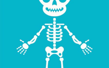 Human  Skeletal System