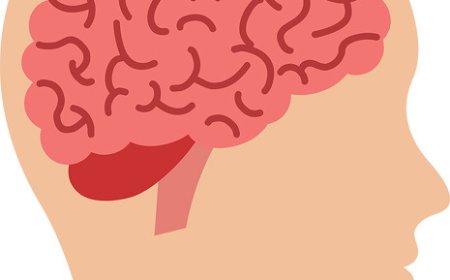 The Brain: How Your Body’s Command Center Works