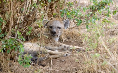 All About Hyenas for Students: Nature’s Misunderstood Mammals