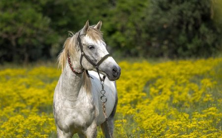 Horses: Speed, Strength, and Loyalty