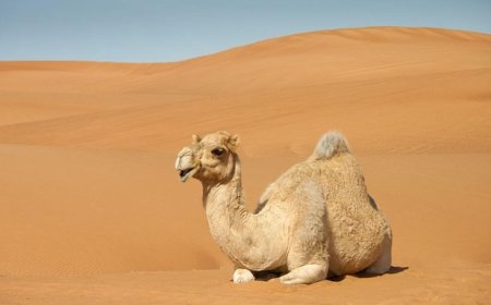 Camel Facts for Kids – Desert Survivors with Humps and Tough Feet