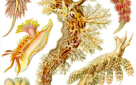 Nudibranch Facts for Kids: Colorful Sea Slugs with Amazing Defenses