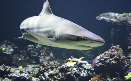 Great White Shark Facts for Kids