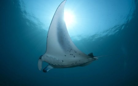 Manta Ray Facts for Kids – Graceful Gliders of the Sea