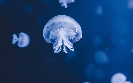 List of Marine Animals