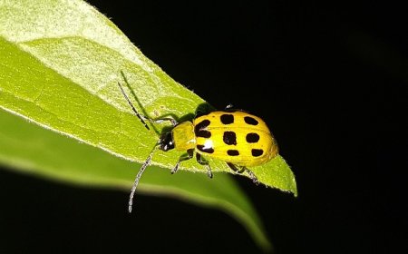 Beetles for Kids: Fun Facts, Life Cycle, and Amazing Insect Diversity
