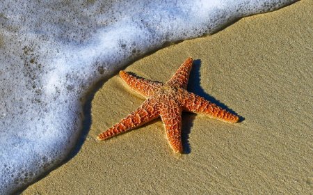 All About Sea Stars: Regenerating Wonders of the Ocean