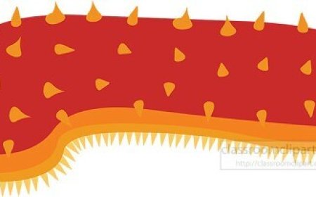 Sea Cucumber Facts for Kids – Squishy Recyclers of the Ocean Floor