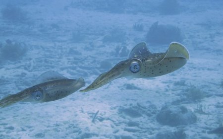 All About Giant Squid for Students: Deep Sea Mysteries with Massive Eyes