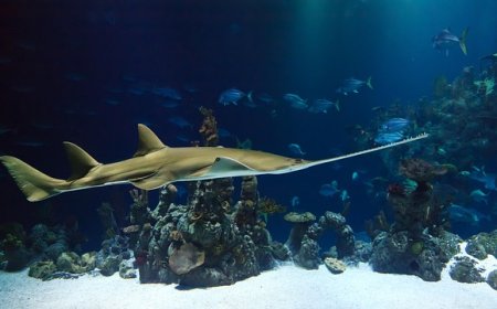 Sawfish Facts for Kids – Endangered Rays with Chainsaw Snout