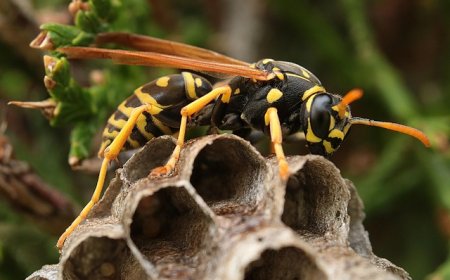 Wasps for Kids: Fascinating Facts, Life Cycle, and Importance in Nature