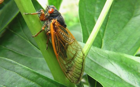 Cicadas for Kids: Fun Facts, Life Cycle, and Singing Insects