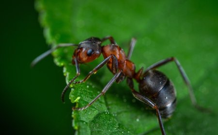 Ants for Kids: Fascinating Facts, Life Cycle, and Importance of Ant Colonies