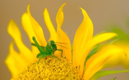 Grasshoppers for Kids: Fun Facts, Life Cycle, and Amazing Jumping Insects