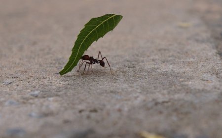 Leafcutter Ants for Kids: Amazing Facts, Life Cycle