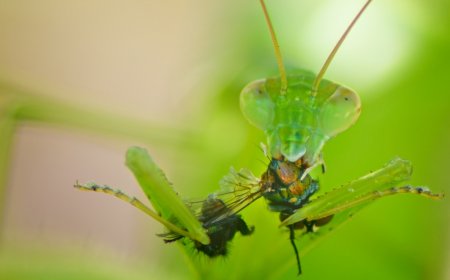 Praying Mantises for Kids: Facts, Life Cycle, and Amazing Hunters