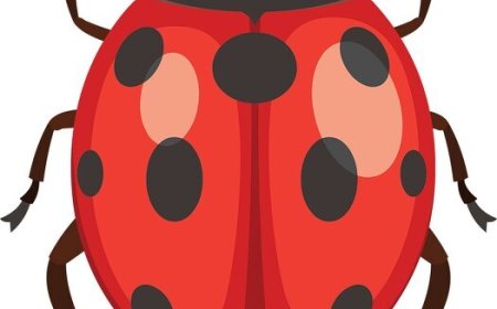 list of insects organized by region