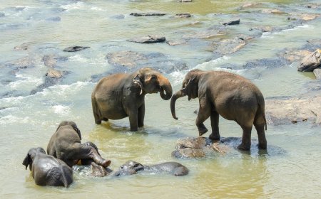 Sri Lanka Geography, Culture, and History