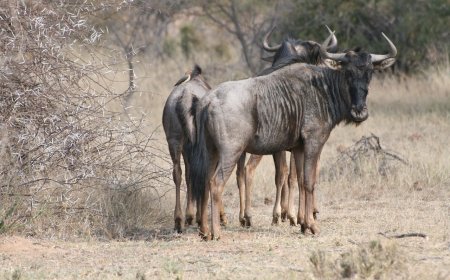 Wildebeest for Kids: Fun Facts, Great Migration, and Amazing Herds