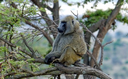 All About Baboons for Students: Social Primates of the Savanna
