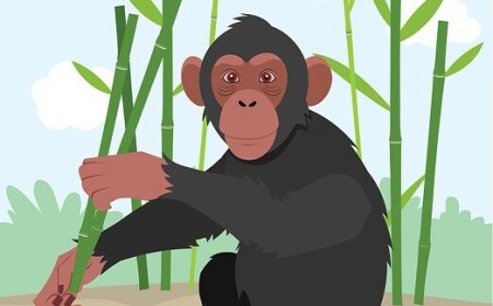 All About Chimpanzees for Students: Smart, Social, and Wild