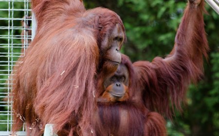 All About Orangutans for Students: Forest Giants of Intelligence and Grace