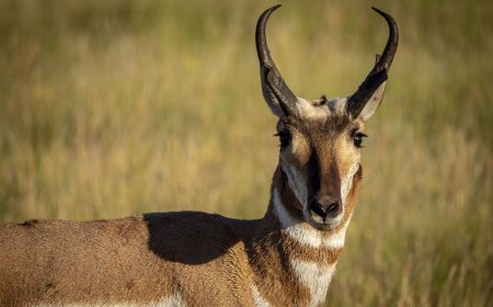 All About Antelopes for Students: Speedy Survivors of the Grasslands