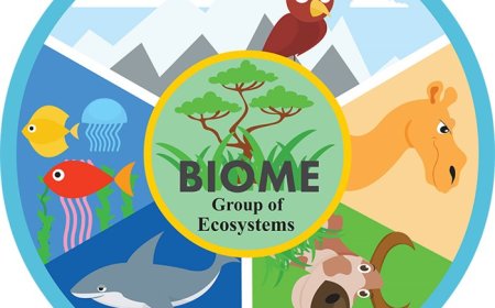 Ecosystems: What They Are, How They Work, and Fun Facts for Students