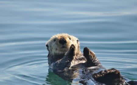 All About Sea Otters for Students: Floating Forest Guardians