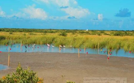 Wetlands for Kids: Fun Facts, Types, and Why They Matter
