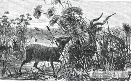 Marshes for Kids: Fun Facts, Plants, and Why They Matter