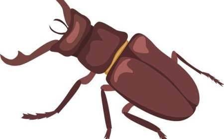 Stag Beetles for Kids: Amazing Facts, Life Cycle, and Big Jaws