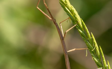 Giant Walking Sticks for Kids: Amazing Facts, Life Cycle, and Camouflage