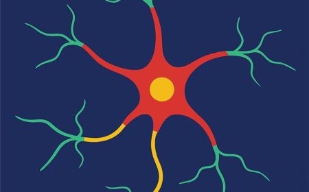 The Spinal Cord: Your Body’s Superhighway of Nerve Messages