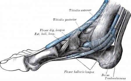 types of Muscles: Skeletal, Smooth, and Cardiac – A Student Guide