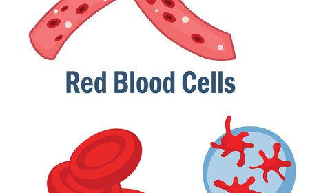 Blood Vessels for Kids – Arteries, Veins, and Capillaries Explained